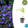 La Green Touch - Géranium vivace 'johnson's blue' x6 – entre 0,38 et 0,5m2 Sale