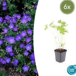 La Green Touch - Géranium vivace 'johnson's blue' x6 – entre 0,38 et 0,5m2 Sale