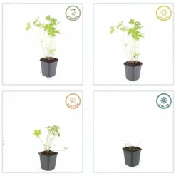 La Green Touch - Géranium vivace 'johnson's blue' x6 – entre 0,38 et 0,5m2 Sale