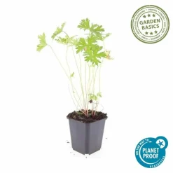 La Green Touch - Géranium vivace 'johnson's blue' x6 – entre 0,38 et 0,5m2 Sale