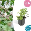 La Green Touch - Géranium vivace 'biokovo' x20 – entre 1,25 et 1,67m2 Discount