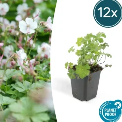 La Green Touch - Géranium vivace 'biokovo' x20 – entre 1,25 et 1,67m2 Discount