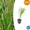 La Green Touch - Herbe du japon x60 – entre 3,75 et 5m2 Outlet