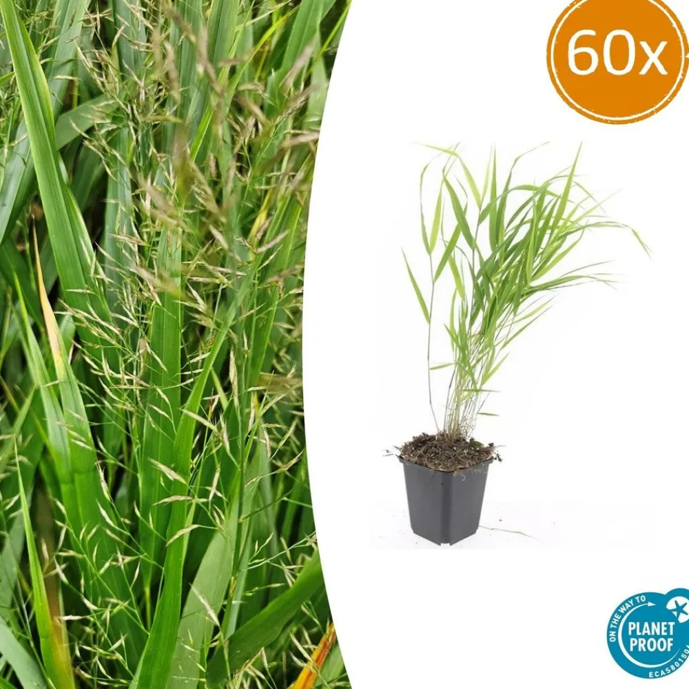 La Green Touch - Herbe du japon x60 – entre 3,75 et 5m2 Outlet