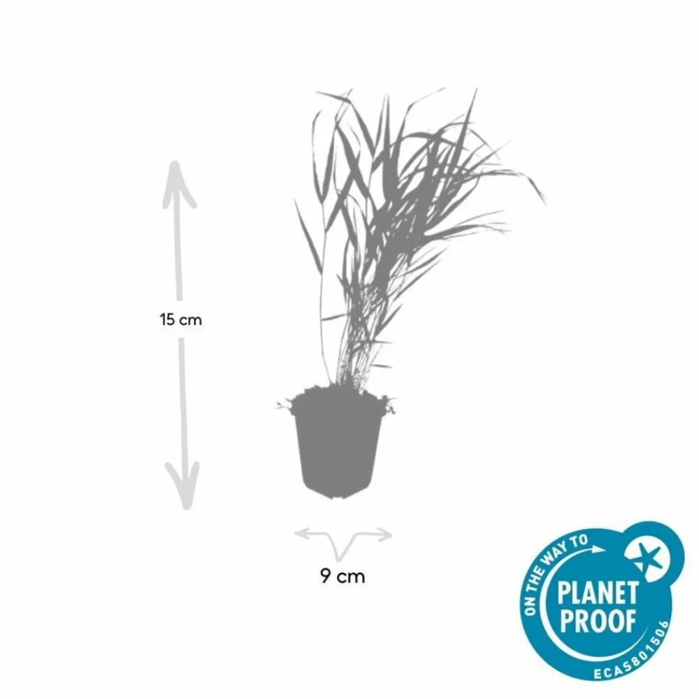 La Green Touch - Herbe du japon x60 – entre 3,75 et 5m2 Outlet