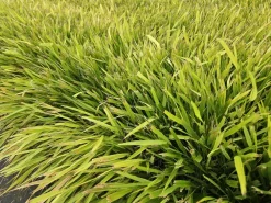 La Green Touch - Herbe du japon x60 – entre 3,75 et 5m2 Outlet