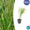 La Green Touch - Herbe du japon x40 – entre 2,5 et 3,33m2