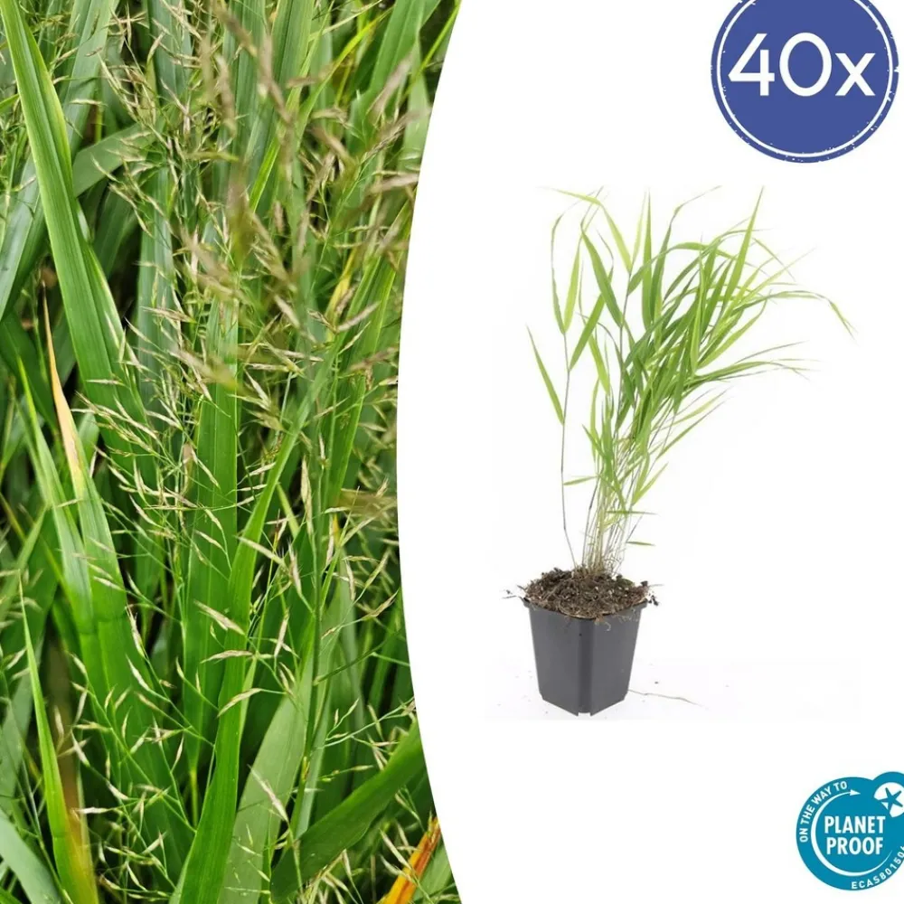 La Green Touch - Herbe du japon x40 – entre 2,5 et 3,33m2
