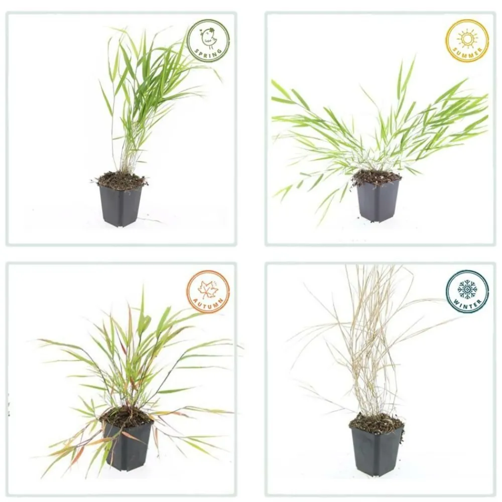 La Green Touch - Herbe du japon x40 – entre 2,5 et 3,33m2