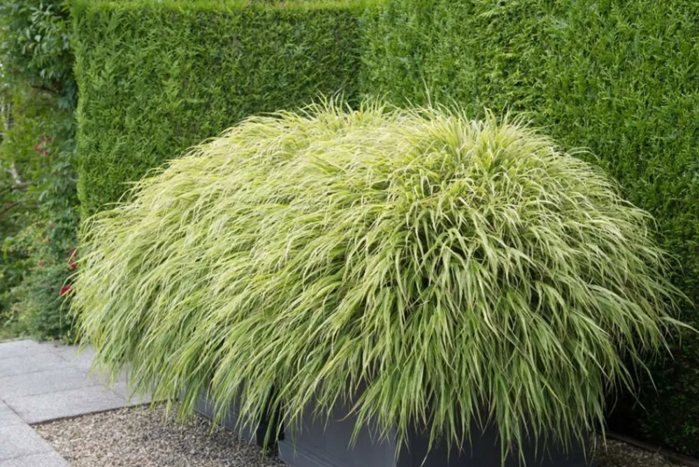 La Green Touch - Herbe du japon x40 – entre 2,5 et 3,33m2