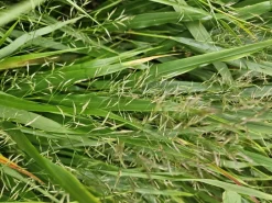 La Green Touch - Herbe du japon x40 – entre 2,5 et 3,33m2