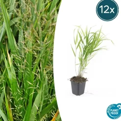 La Green Touch - Herbe du japon x40 – entre 2,5 et 3,33m2
