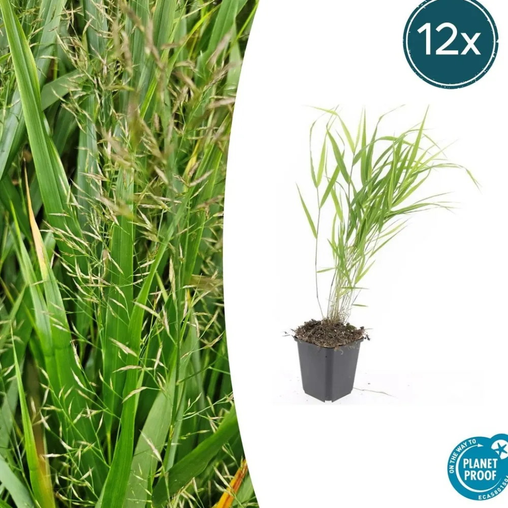 La Green Touch - Herbe du japon x40 – entre 2,5 et 3,33m2