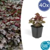 La Green Touch Plantes Vivaces | - Heuchère 'palace purple' x40 – entre 2,5 et 3,33m2