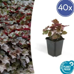 La Green Touch Plantes Vivaces | - Heuchère 'palace purple' x40 – entre 2,5 et 3,33m2