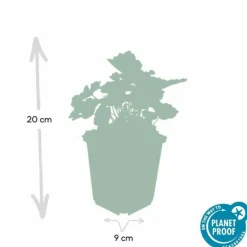 La Green Touch Plantes Vivaces | - Heuchère 'palace purple' x40 – entre 2,5 et 3,33m2
