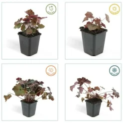 La Green Touch Plantes Vivaces | - Heuchère 'palace purple' x40 – entre 2,5 et 3,33m2