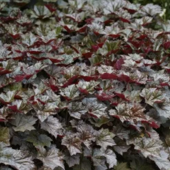La Green Touch Plantes Vivaces | - Heuchère 'palace purple' x40 – entre 2,5 et 3,33m2