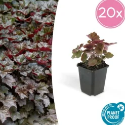 La Green Touch Plantes Vivaces | - Heuchère 'palace purple' x40 – entre 2,5 et 3,33m2