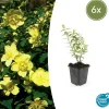 La Green Touch - Hypericum - millepertuis hidcote x6 – entre 0,38 et 0,5m2 Outlet