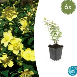 La Green Touch - Hypericum - millepertuis hidcote x6 – entre 0,38 et 0,5m2 Outlet