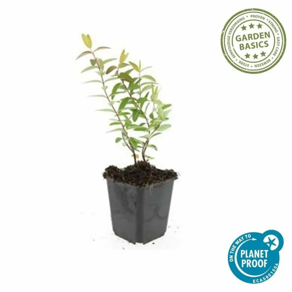 La Green Touch - Hypericum - millepertuis hidcote x6 – entre 0,38 et 0,5m2 Outlet