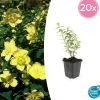 La Green Touch - Hypericum - millepertuis hidcote x20 – entre 1,25 et 1,67m2 New