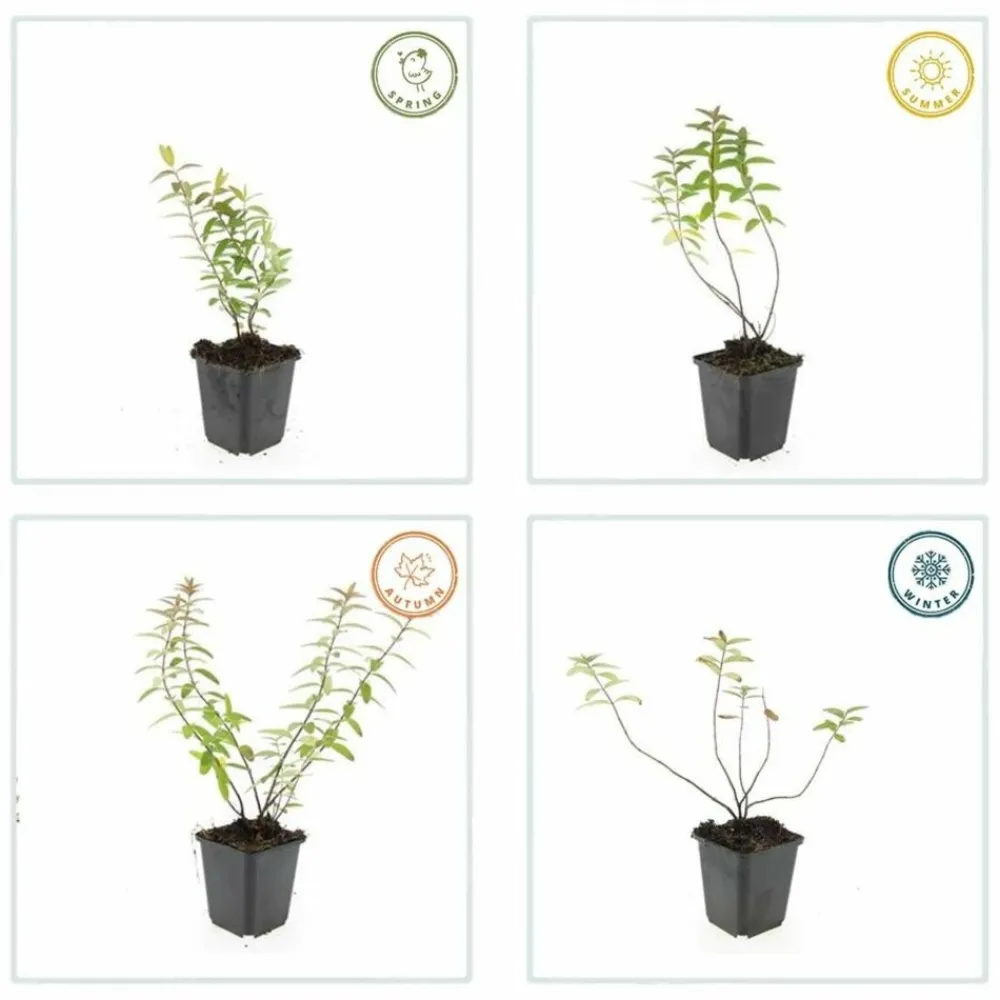 La Green Touch - Hypericum - millepertuis hidcote x20 – entre 1,25 et 1,67m2 New