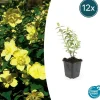 La Green Touch - Hypericum - millepertuis hidcote x12 – entre 0,75 et 1m2 Discount