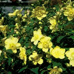 La Green Touch - Hypericum - millepertuis hidcote x12 – entre 0,75 et 1m2 Discount