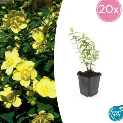 La Green Touch - Hypericum - millepertuis hidcote x12 – entre 0,75 et 1m2 Discount