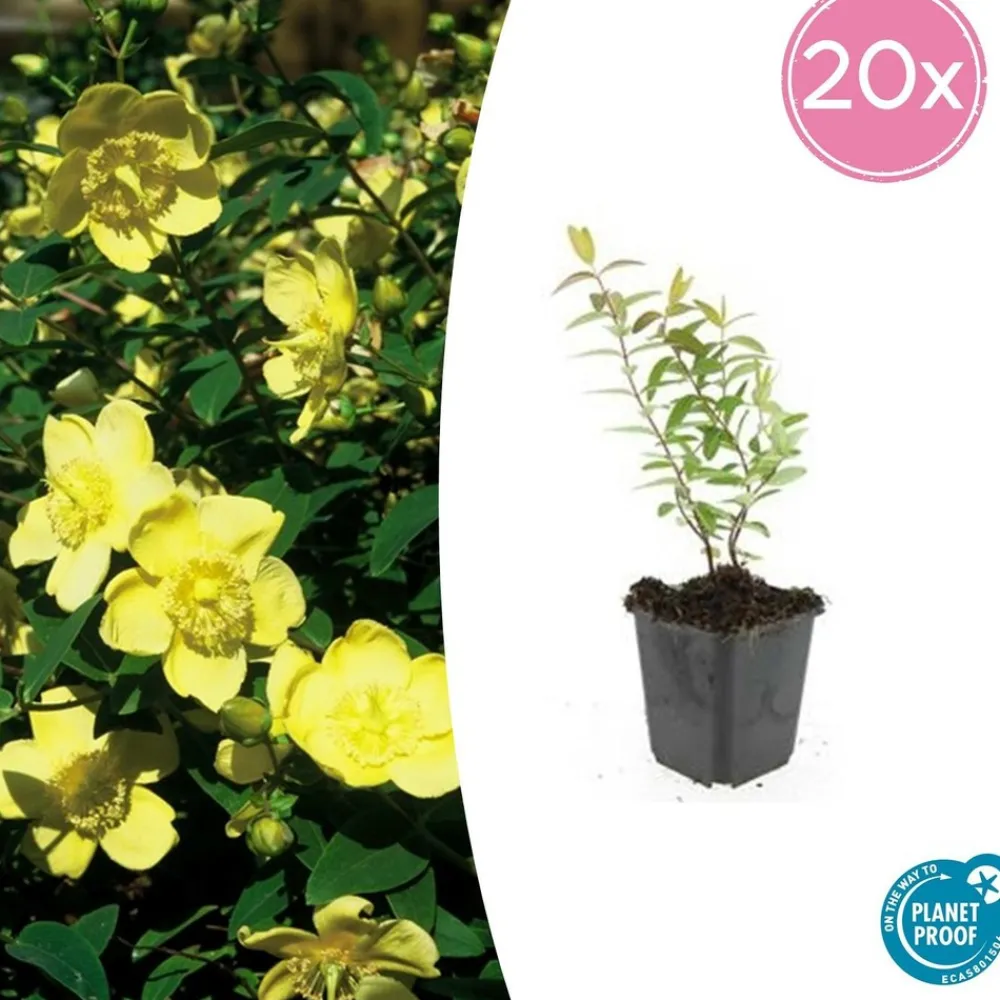 La Green Touch - Hypericum - millepertuis hidcote x12 – entre 0,75 et 1m2 Discount