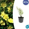La Green Touch - Hypericum - millepertuis hidcote x40 – entre 2,5 et 3,33m2 Clearance