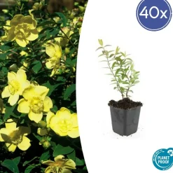 La Green Touch - Hypericum - millepertuis hidcote x40 – entre 2,5 et 3,33m2 Clearance