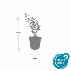 La Green Touch - Hypericum - millepertuis hidcote x40 – entre 2,5 et 3,33m2 Clearance