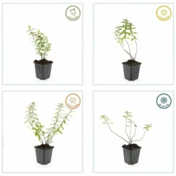 La Green Touch - Hypericum - millepertuis hidcote x40 – entre 2,5 et 3,33m2 Clearance