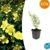 La Green Touch - Hypericum - millepertuis hidcote x60 – entre 3,75 et 5m2