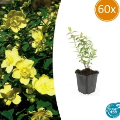 La Green Touch - Hypericum - millepertuis hidcote x60 – entre 3,75 et 5m2