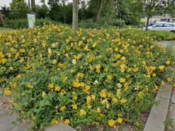 La Green Touch - Hypericum - millepertuis hidcote x60 – entre 3,75 et 5m2
