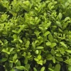 La Green Touch - Ilex crenata 'jenny' - lot de 48 - ø7cm - ↕25 cm - plante de haie Outlet