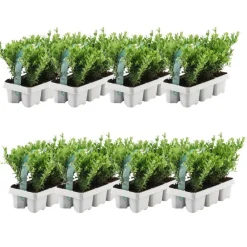 La Green Touch - Ilex crenata 'jenny' - lot de 48 - ø7cm - ↕25 cm - plante de haie Outlet