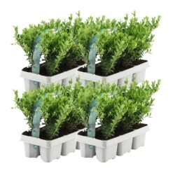 La Green Touch - Ilex crenata 'jenny' - lot de 24 - ø7cm - ↕25 cm - plante de haie Hot