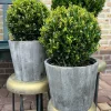 La Green Touch - Ilex crenata 'jenny' et leur pot x 2 Online