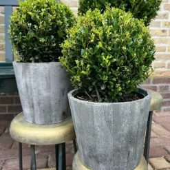La Green Touch - Ilex crenata 'jenny' et leur pot x 2 Online