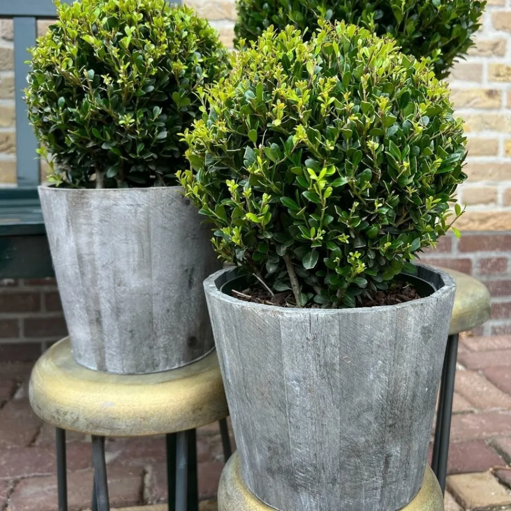 La Green Touch - Ilex crenata 'jenny' et leur pot x 2 Online