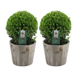 La Green Touch - Ilex crenata 'jenny' et leur pot x 2 Online