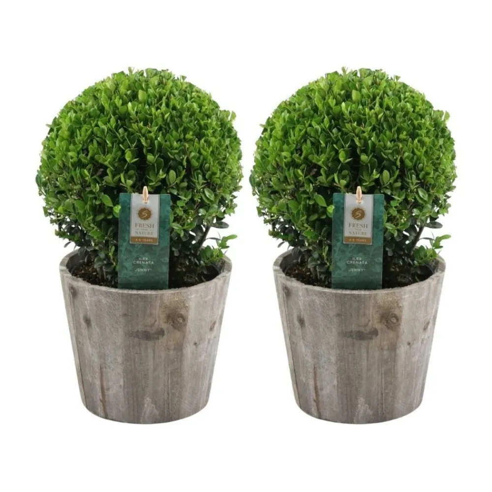 La Green Touch - Ilex crenata 'jenny' et leur pot x 2 Online