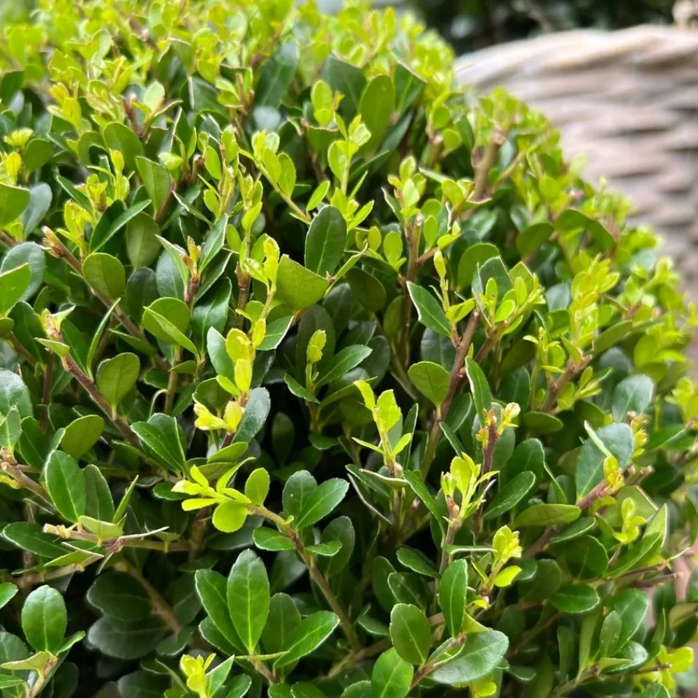 La Green Touch - Ilex crenata 'jenny' et leur pot x 2 Online
