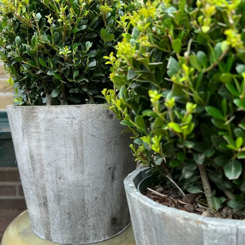 La Green Touch - Ilex crenata 'jenny' et leur pot x 2 Online