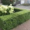 La Green Touch Arbres Et Arbustes | - Ilex crenata 'jenny' x 12